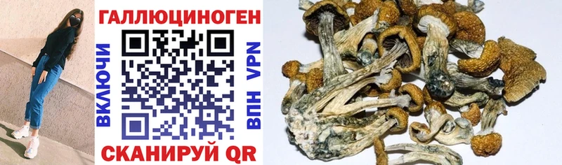 Галлюциногенные грибы Magic Shrooms  Купить  Стародуб 